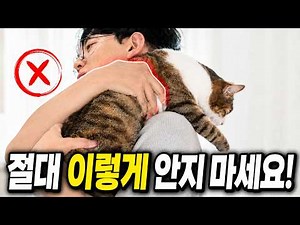 How to properly hold a cat
