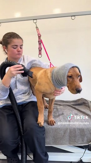 Grooming a Labrador Puppy: Step-by-Step Guide