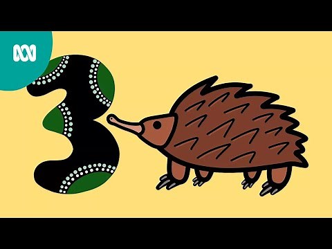 Echidna | Languages of our Land | ABC Kids