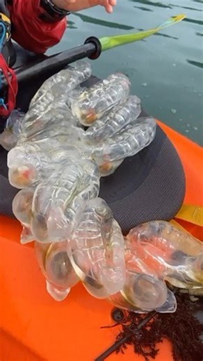 Our local water has warmed up a bit and with it comes all the cool and interesting jelly type critters. In honor of “What the heck is that thing?” season, we’re bringing back this classic clip from 2020 when we came upon a massive chain of salps, specifically the thetys vagina, or twin tailed salp. Just when you think you’ve seen it all. #aliens | Kayak Trinidad