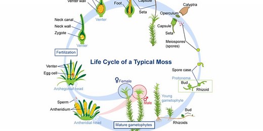 Siklus Hidup Tumbuhan: Pengertian, Jenis, dan Contohnya