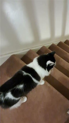 It's Monty's 2nd birthday in 28 days 🎂😻🐾🐾🐾🐾