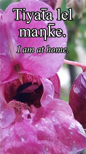 Lakota Expression: I Am At Home #lakota #languagelearning #peace #love #home