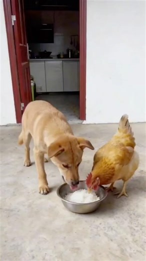 These two dogs are so bad! Animal confusing behavior, hilarious and adorable pets.