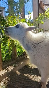 1.2K views · 357 reactions | Elsa our mountain goat is doing so well...