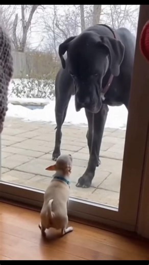 🐶 ఈ చిన్న కుక్క నిజానికి ఎంత ధైర్యంగా ఉంటుందో తెలుసా?