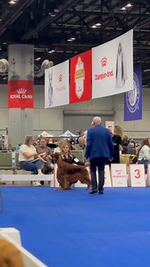31K views · 735 reactions | Irish Setters - The big red dogs on the move! #caninechronicle #akc #sporting #irishsetter #dogshow #royalcanin #fueledbyroyalcanin | The Canine Chronicle | Facebook