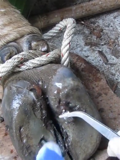 hoof cleaning tutorial #hoof #hoofcleaning #satisfying #satisfyingvideo #cleaning