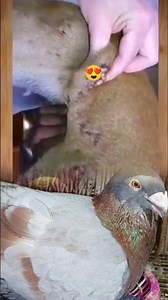 Gentle Botfly Removal From Dog – Non Graphic & Safe to Watch