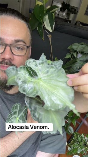 Alocasia Venom New Big Leaf. | #alocasia #houseplants #venom
