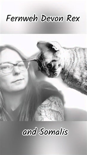 Cattery Feature. 𝑭𝒆𝒓𝒏𝒘𝒆𝒉 𝑫𝒆𝒗𝒐𝒏 𝑹𝒆𝒙 & 𝑺𝒐𝒎𝒂𝒍𝒊𝒔. A CFA cattery in Nashville, TN breeding Devon Rex and more recently Somalis. Fernweh’s owner, Rhonda Burk Smith is also a Certified Agility Ringmaster with many CFA Agility National Winners. Fernweh is a small, home-based program (“fernweh” is German for “wanderlust” or “longing for far-off places,” reflecting Rhonda’s military brat upbringing). Check them out on https://fernwehdevonrex.com. #devonrex #devonrexcat #devonrexofins