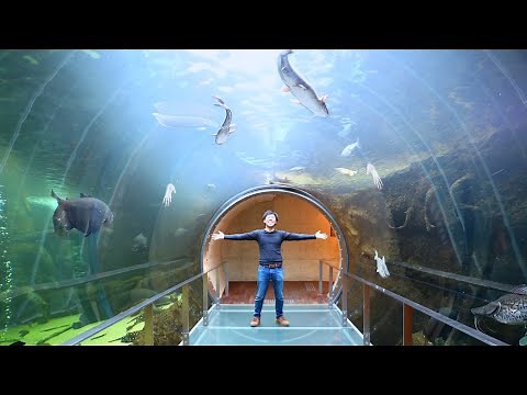 The aquarium where you can see the pirarucu from below was too much fun ...!