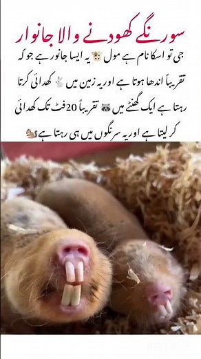 Meet The Mole Amazing Nature Effect #mole #naturelovers #wildlife #nature #wildlife #animals