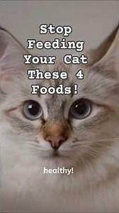 The Deadly Foods You Need To Keep Away From Cats ❌🙀 #cathealth #warning #shorts