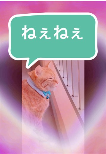 2026.03.16 レオちは寒くてもニャルソック🩵 カラスさんとチュンチュンがいたにゃん🩵 カラスさんに話しかけるが、また逃げられる🥺 @ゆみちん🐈‍⬛🐈🐈 窓からもお話しするねん🩵 ジジ🐈‍⬛レオ🐈リン🐈ゆみちん💜 #猫 #猫のいる暮らし #ねこ好きさんと繋がりたい #かわいい #癒し動画