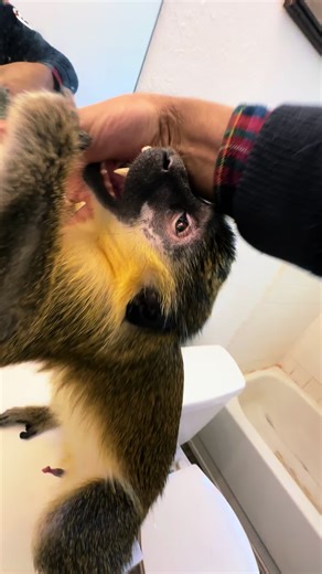 Thabo and Ray (@thaboandray)’s videos with Fete musette - Jo Basile