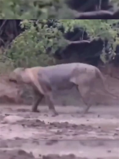 #worldanimals # #discovery # interesting view # foryoupyyg #foruyou #foruyou #foruyou