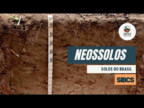 Solos do Brasil - Neossolos