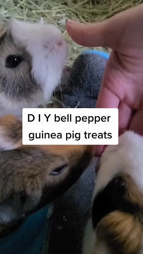 Homemade Bell Pepper Treats for Guinea Pigs
