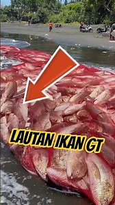 Harvesting GT fish, even this fisherman is very satisfied with the results.