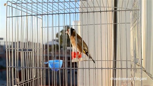 The calls of the goldfinch, the beautiful song of the goldfinch, an artist #birdlife #birds #bird #chardonneret #birthday #beauty #naturelovers # | Chardonneret élégant