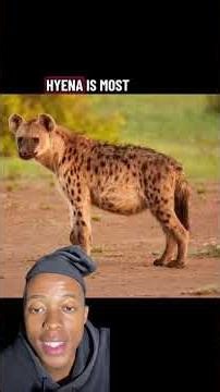 Donkey vs hyena, who do you think wins ? #foryou #animals #fighting