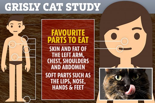 Your cat could EAT you if you die as study shows felines feast on human flesh