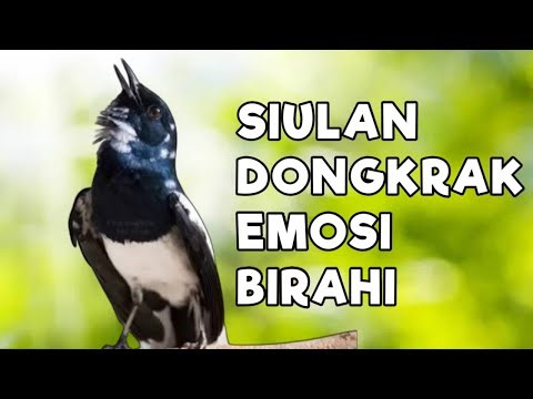 TERAPI KACER GACOR INI AMPUH ATASI KACER MACET BUNYI LANGSUNG NYAUT EMOSI BUKA EKOR