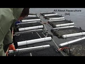 Oyster farming in Canada