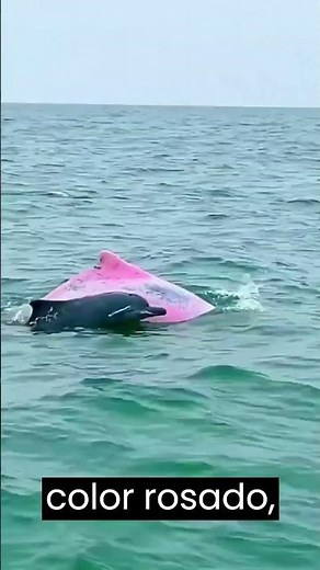 Delfín ROSA