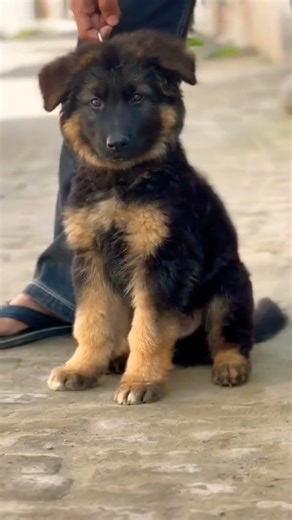 Contact 8810623046 German Shepherd Puppy Booking Open Strong Bone GSD Puppy Vaccinated Trained#gsd