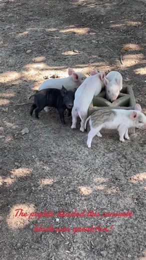 The piglets are one week old today! Happy birthday piglets!!#homestead #piglets #homesteading #hunting #goodvibes