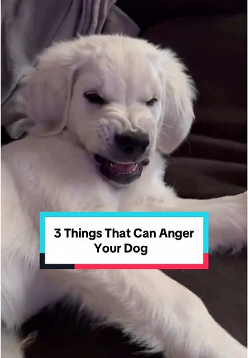 3 Things That Can Anger Your Dog and Damage Trust