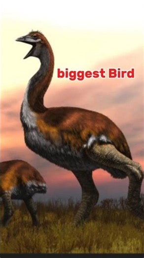 World in biggest bird #common #astrix #bird #facts #biggest #bird