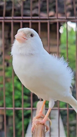 canary bird | beautiful white bird #birds #animal #funnyanimals