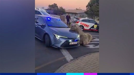 Afrique du Sud: un éléphant de mer visite une ville