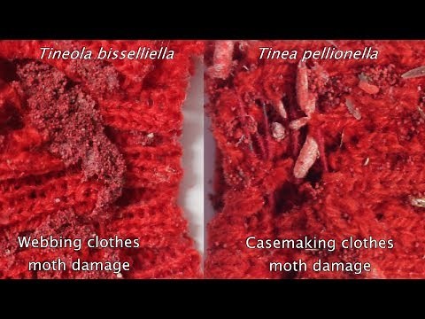 Signs of Clothes Moth Damage