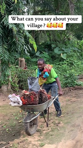 Palm Oil production is done almost every day but the palm fruits are harvested monthly from 22 to 29 #akwaibomtiktokers #akwaibom #akwaibomite #abak #ukana