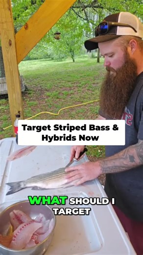 Savannah River bass & hybrid hunt! Targeting giants from Lake Hartwell Dam. Are you ready for the fight? #jayrfishing #seaark #slungercat #tacklebandit #StripedBass #FishingTips #RiverFishing #Angler #LakeHartwell
