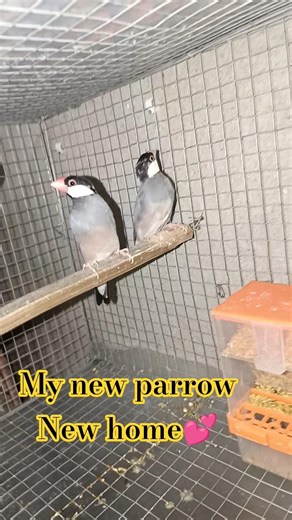 My New JAVA Sparrow New Home 🏠💕#sparrow #birds #java#shorts