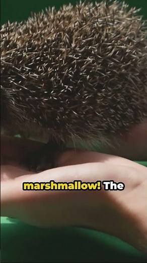 10 Amazing Albino Animals That Will Blow Your Mind"