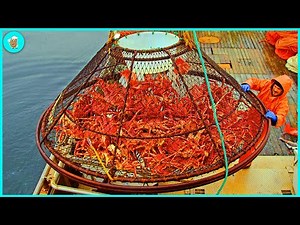 Crab Harvest - Modern Crab Meat Processing Machines That Are At Another Level
