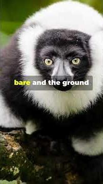 Golden-Crowned Sifaka: Nature's Bark Peeler