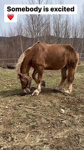 80K views · 1.2K reactions | My little pony ❤️ he’s so happy to be getting back out after recovering  one more week and he’s fully free to roam ❤️❤️❤️ #reels #horses #happy | Marlon Grennan | Facebook