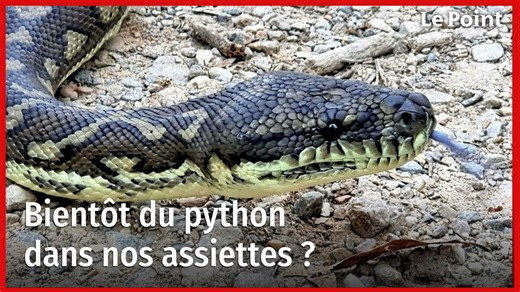 Bientôt du python dans nos assiettes ?