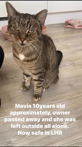Update: 🚩PLEASE HELP Mavis is in urgent need of a dental and she’s not the only cat in rescue to need one. Dental costs are ridiculously high and we really need help towards the vet costs. One rescue alone has been quoted £1100 so this is why we really need some financial assistance to support the futures of these cats in need. Paypal payments to friends & family or preferably directly to our rescue account. Thank you 🙏🏼🐾 MAVIS IS RESERVED PENDING TRANSFER TO HER NEW BEGINNINGS 🫶🏼🐾💝🤗🥳 