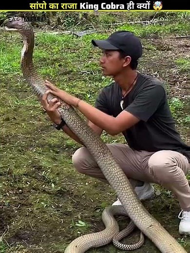 Why King Cobra is Called the King 🤯