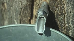 Time to get stuck on maple syrup amid Maine’s maples