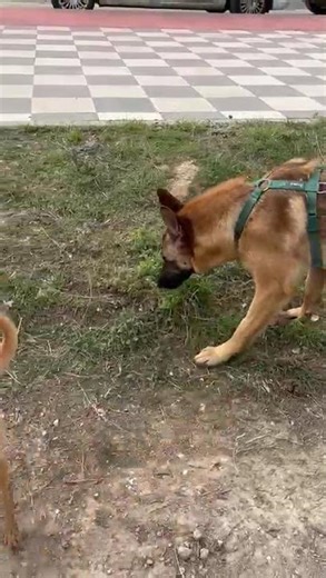 chien berger belge malinois à l'adoption découvrez ALIKAM