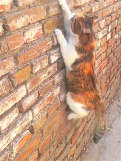 Secret Agent Cat on a Mission 🕵️‍♂️🐱 Meet the secret agent cat! 🐱🕵️‍♂️ Watch these cats show their stealth, ninja moves and incredible skills. Funny, cute and smart cats doing things only a real agent could do. Subscribe for more funny cat and animal shorts! #agentcat #spycat #cats #cat #catninja